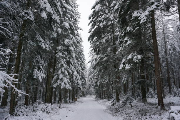 istock winter landscape with snow-covered trees 1296732568