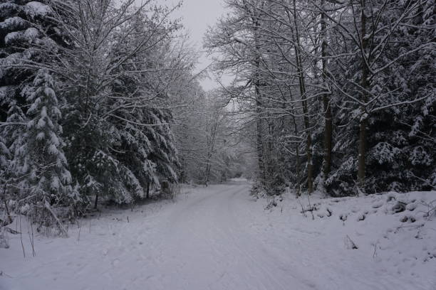 istock winter landscape with snow-covered trees 1296732602
