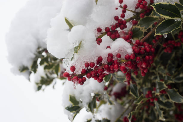 Closeup of holly berries on branches covered by the snow