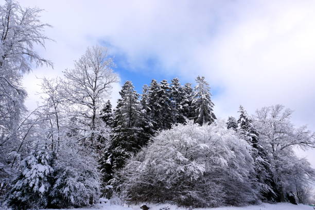 istock winter landscape with snow-covered trees 1296733466