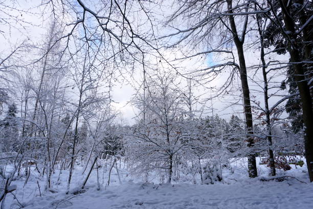 istock winter landscape with snow-covered trees 1296733474