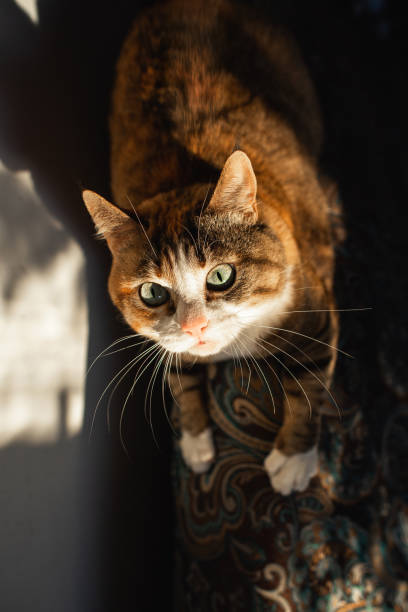 istock Closeup expressive ginger cat with big eyes and ears with brushes crouched before throwing 1296734298