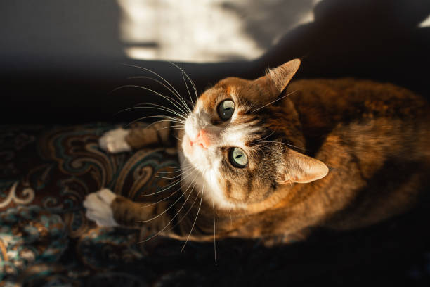 istock Closeup expressive ginger cat with big eyes and ears with brushes crouched before throwing 1296734302