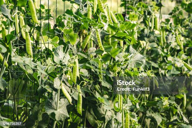 Lush Green Wall Of Plentiful Peas Growing Vertical Trellis Stock Photo - Download Image Now