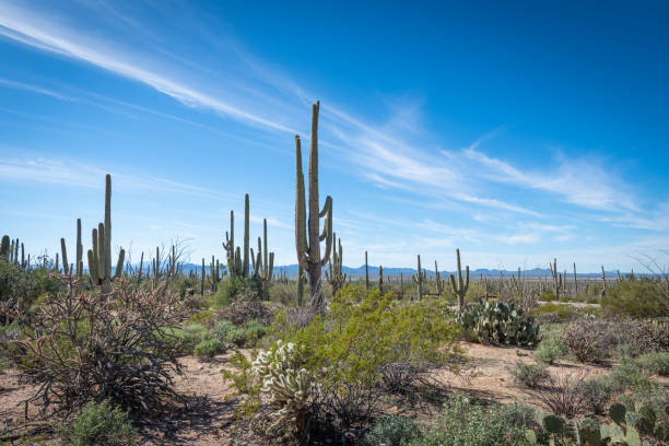 istock The ineffable beauty of the Desert 1296735528