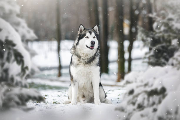 Alaskan malamute dog sitting  between pine trees in winter forest Alaskan malamute dog sitting  between pine trees in winter forest.  Selective focus, blank space malamute stock pictures, royalty-free photos & images