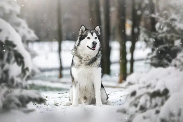 Alaskan malamute dog sitting  between pine trees in winter forest.  Selective focus, blank space