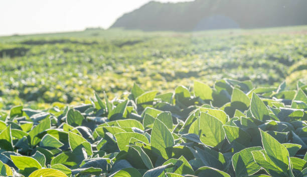 istock Large soy plantation. Dawn light over soybean crop 1296736548