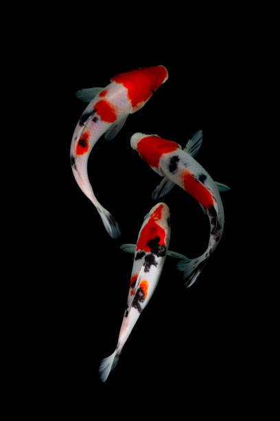 istock Koi fish isolated on black background with clipping path 1296737218