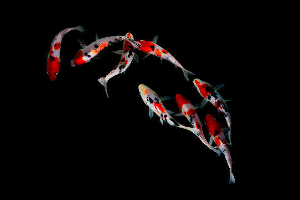 istock Koi fish isolated on black background with clipping path 1296737257