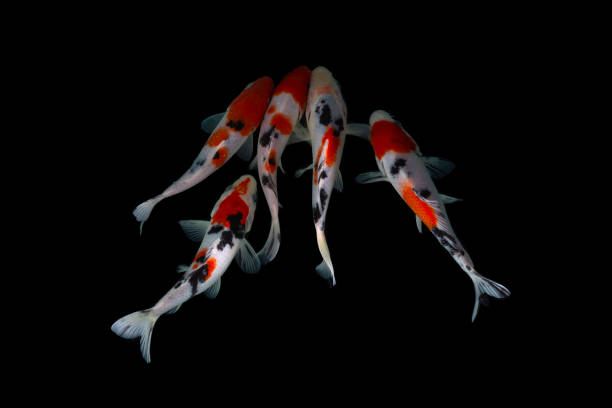 istock Koi fish isolated on black background with clipping path 1296737313