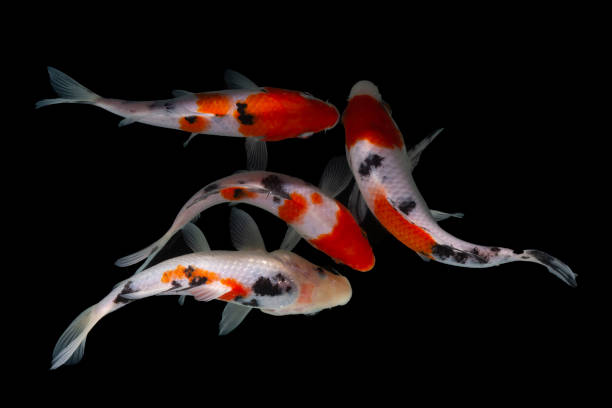 istock Koi fish isolated on black background with clipping path 1296737350