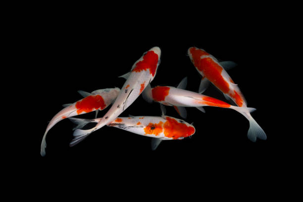 istock Koi fish isolated on black background with clipping path 1296737518