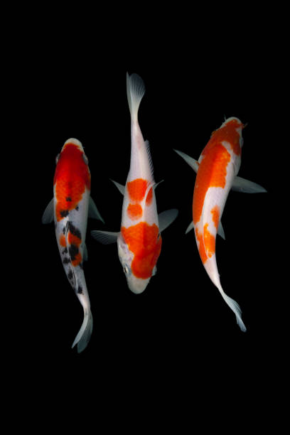 istock Koi fish isolated on black background with clipping path 1296737534