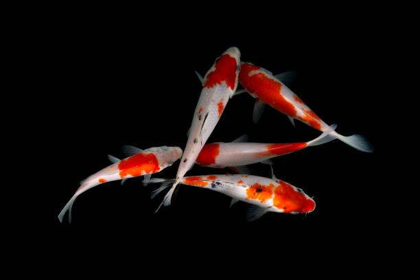 istock Koi fish isolated on black background with clipping path 1296737537