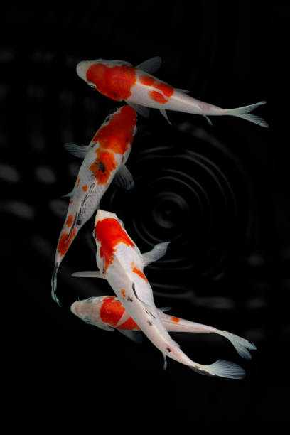 istock Koi fish isolated on black background with clipping path 1296738048