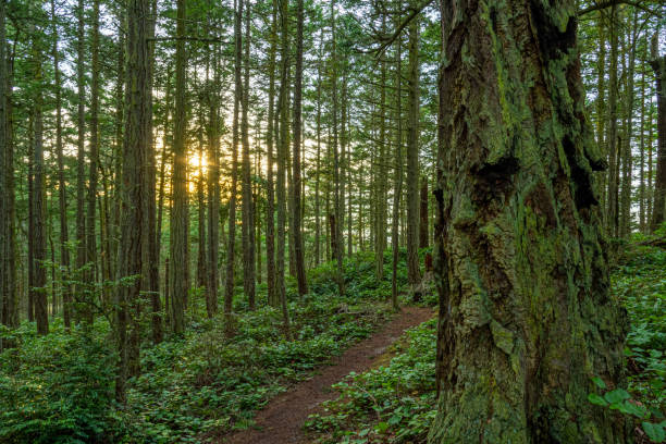 istock A trail in a lush green forest with tall pine trees 1296738327