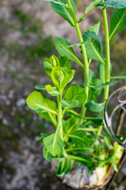istock Sprouted rotten white cabbage. Decor from natural products. Young sprouts of white cabbage grew right on swing. Still life of vegetables. Zero-waste 1296738530
