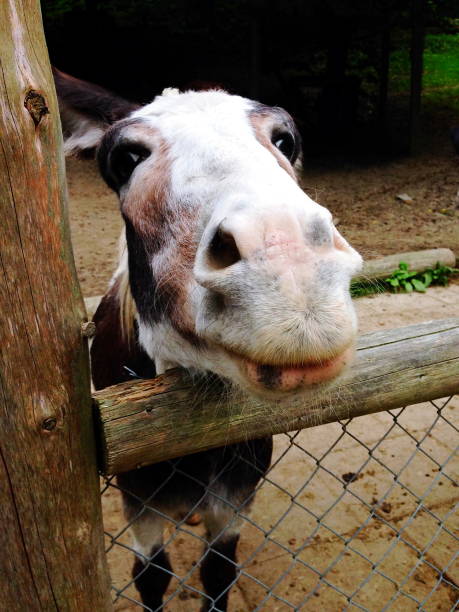 istock trusting donkeys in a small animal park 1296739212