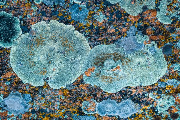 istock Multi-colored fungus texture on the stones 1296739276