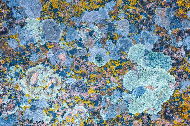 istock Multi-colored fungus texture on the stones 1296739317