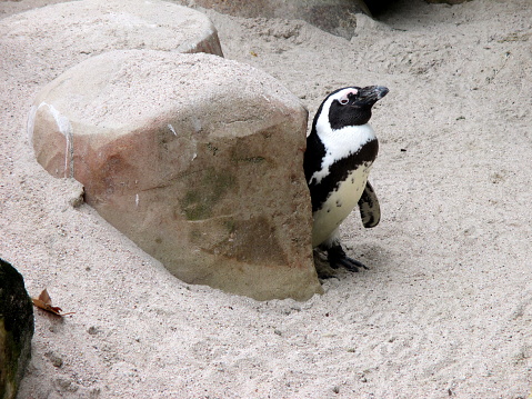One wild gentoo penguin chick on Antarctica beach.\n\nTaken in Antarctica