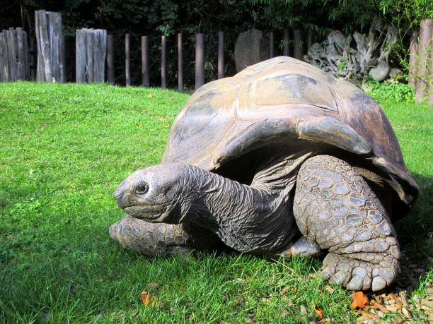 istock a large turtle lies in the grass 1296739726