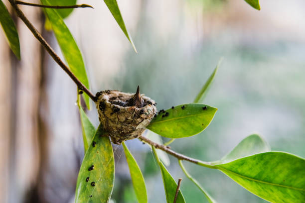 Hungry hummingbird nestlings waiting for food in a tiny round nest made on tree branch