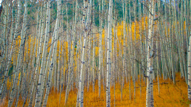 istock Aspen trees in the fall-Maroon Bells-Aspen Colorado 1296740321