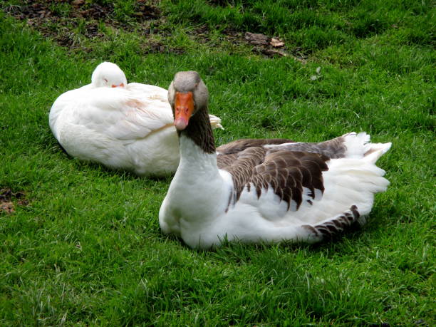 istock two geese lie in the grass 1296740391
