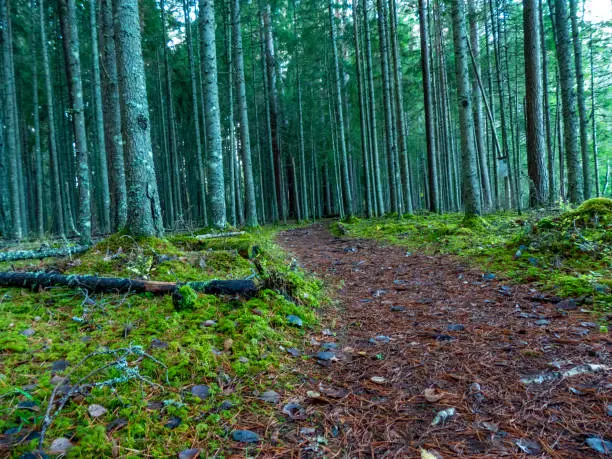 Photo of Forest path