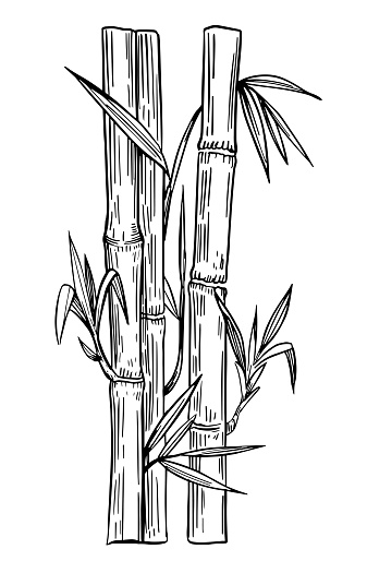 Bamboo Plant Black Outline On Transparent Background Hand Drawn Vector ...