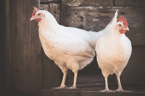 Chicken Coop