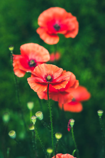 kwiaty maku w ogrodzie - oriental poppy flower head lace poppy zdjęcia i obrazy z banku zdjęć