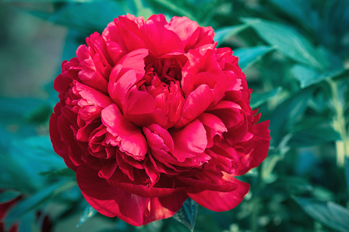 Vibrant magenta colored flowers of common peonies in June