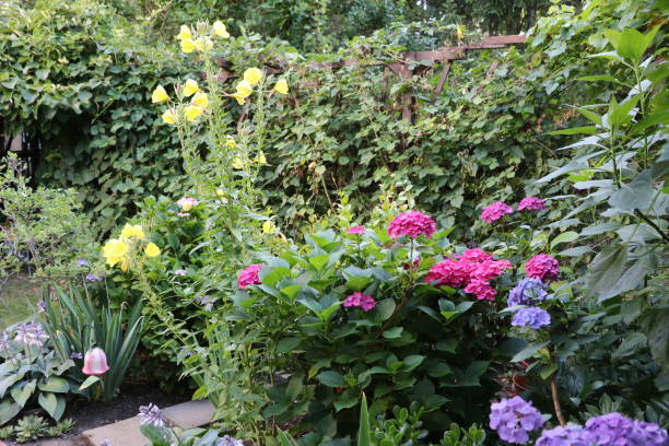 istock Common evening primrose and hydrangeas in the garden, Germany 1296743437