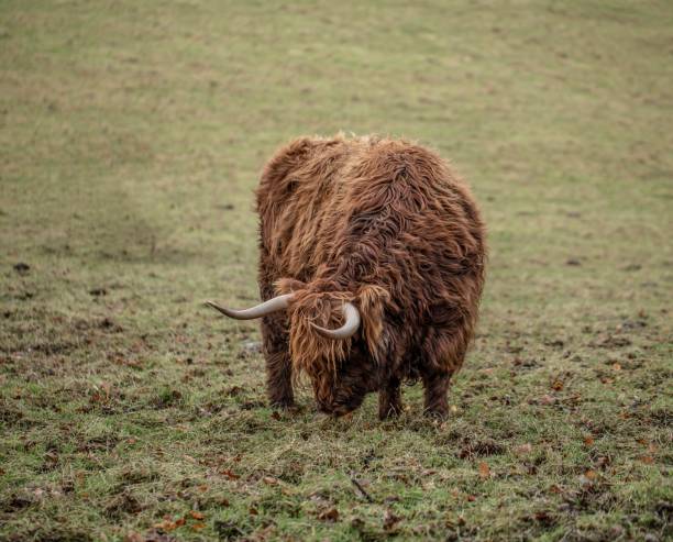 istock Highland Coo In Winter. 1296744584