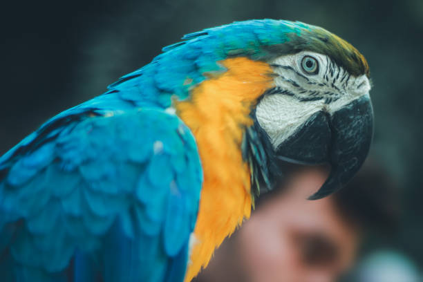idyllische tier birdwatch safari: schöne und neugierige blaue und gelbe papagei ara tropischen vogel auf natur hintergrund - gelbbrustara stock-fotos und bilder