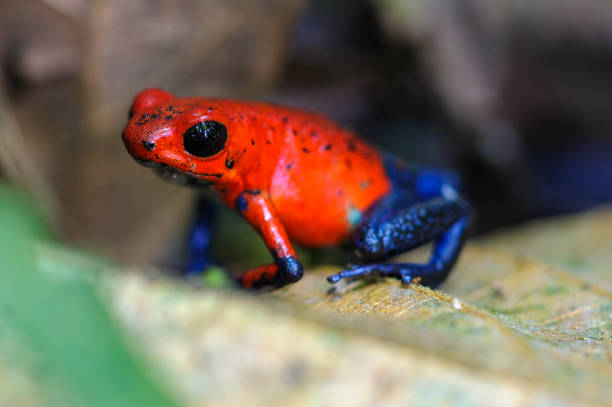 fragola veleno-dart rana su un albero nella foresta pluviale tropicale - red frog foto e immagini stock