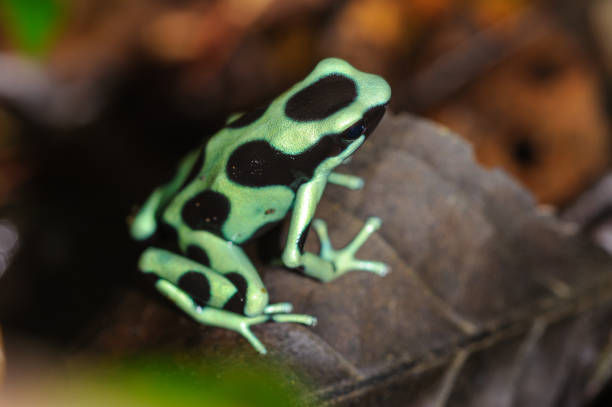 istock Green and Black Poison Dart Frog in a tropical rainforest 1296746331