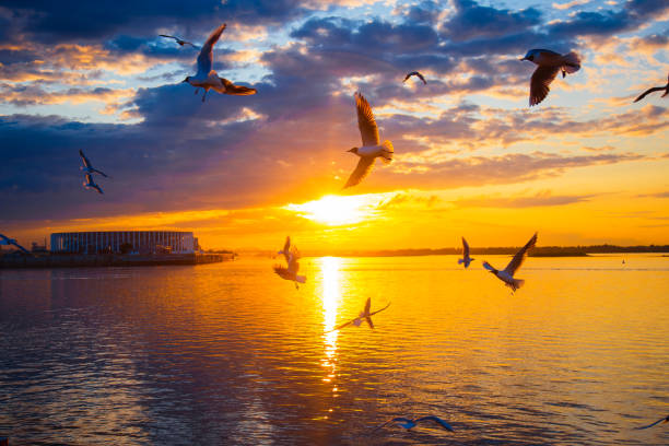 Seagulls at sunset, colorful sunset over the water and a lot of seagulls Seagulls at sunset, colorful sunset over the water and flying a lot of seagulls nizhny novgorod stock pictures, royalty-free photos & images