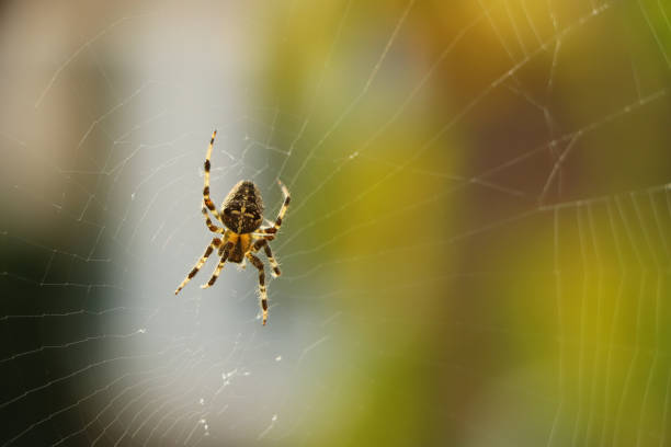 primo posto di un ragno con una ragnatela in giardino - ragno foto e immagini stock