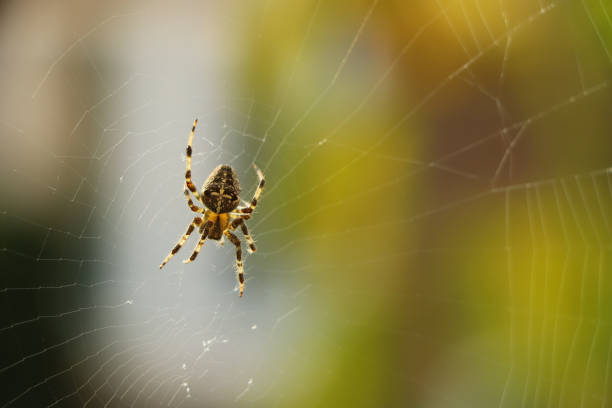 Close up of a spider with a web in the garden Close up of a false widow spinning an intricate web spider photos stock pictures, royalty-free photos & images