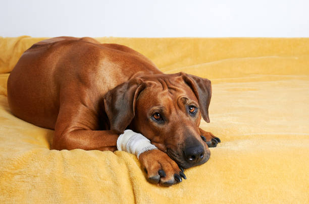 Rhodesian ridgeback dog with bandage on paw. Injured dog. stock photo