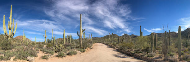 la belleza inefable del desierto - photography north america cactus plant fotografías e imágenes de stock