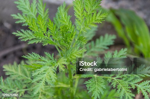 140+ Artemisia Annua Stock Photos, Pictures & Royalty-Free Images - iStock