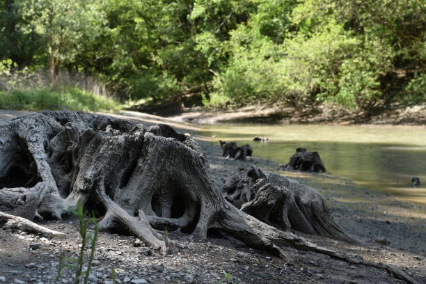 istock dead nature by the water 1296751259