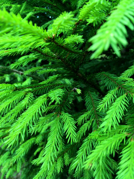 istock leaves of a christmas tree in the carpathians 1296751273