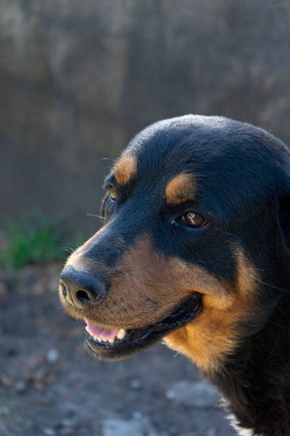 istock Rottweiler breed dog face with blur background 1296751933