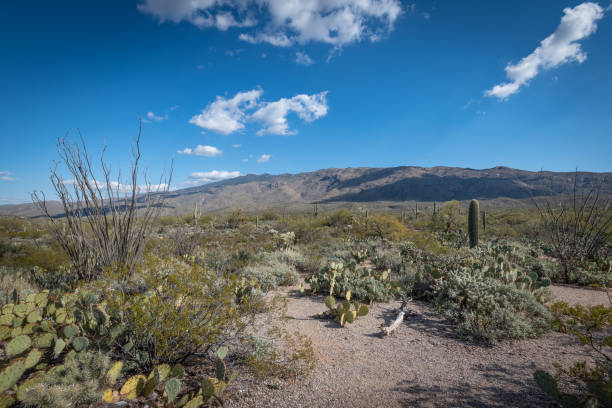 istock The ineffable beauty of the Desert 1296752052